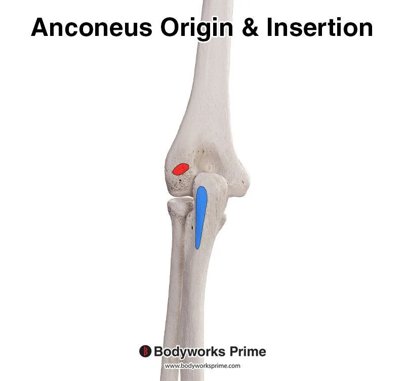 <p><strong>Origin </strong>= lateral epicondyle of humerus.</p><p><strong>Insertion </strong>= lateral olecranon of ulna.</p><p><strong>Action </strong>= extension at elbow</p>