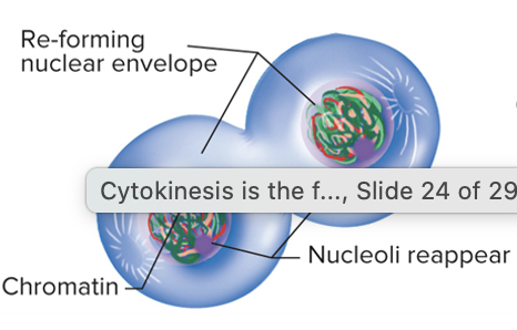 <ul><li><p>nuclear envelope forms around each group of chromatids </p></li><li><p>nucleoli re-form </p></li><li><p>spindle fibers disperse</p></li><li><p>chromosomes decondense </p></li></ul><p></p>