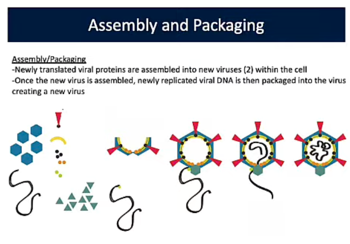 <p>Assembly and Packaging (Viral Replication PT4)</p>