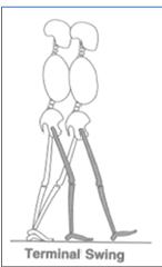 <p>88-100%</p><p>Shank moves ahead of the thigh; limb readies for contact.</p>