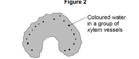 <p>A different student used coloured water to investigate the movement of</p><p>water in leaf stalks of celery.</p><p>During the procedure she:</p><p>• cut equal lengths of stalk from each plant</p><p>• put the cut end of each stalk into coloured water</p><p>• left these stalks to take up the coloured water for 20 minutes</p><p>• used a sharp scalpel to cut slices from the stalks at 1 mm intervals</p><p>until she reached a slice with no coloured water.</p><p>Figure 2 shows a slice of leaf stalk with coloured water inside groups of</p><p>xylem vessels. </p><p>Explain why coloured water moved up the stalks.(3) </p>