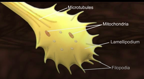 <p>Contains:</p><ul><li><p>Mitochondria</p></li><li><p>Microtubules</p></li><li><p>Filopodia</p></li><li><p>Lamellipodium</p></li></ul><p></p>