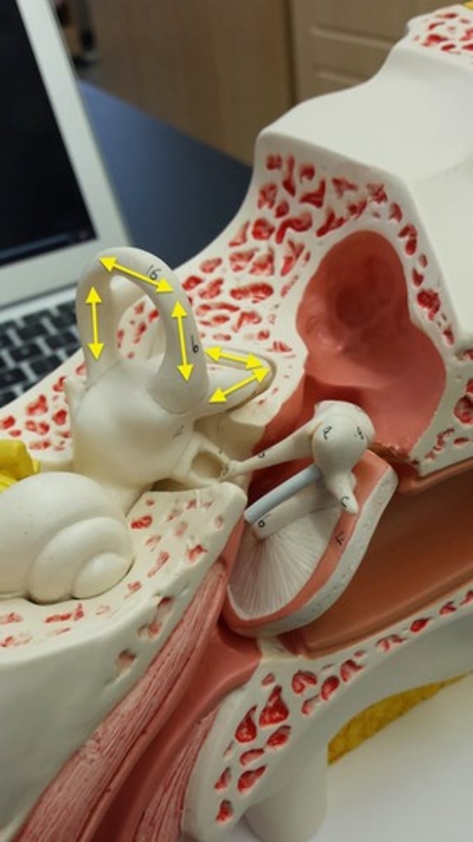 <p>What part of the ear is this?</p>