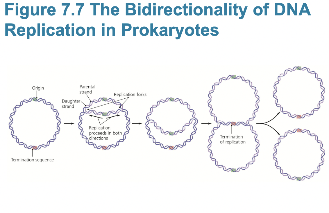 <p>!!Enzymes and DNA replication pt. 2</p>