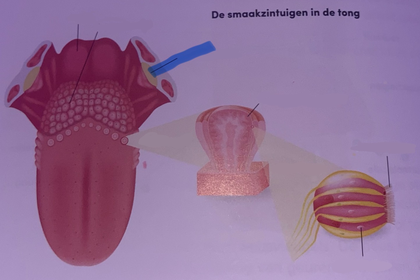 <p>Benoem</p>