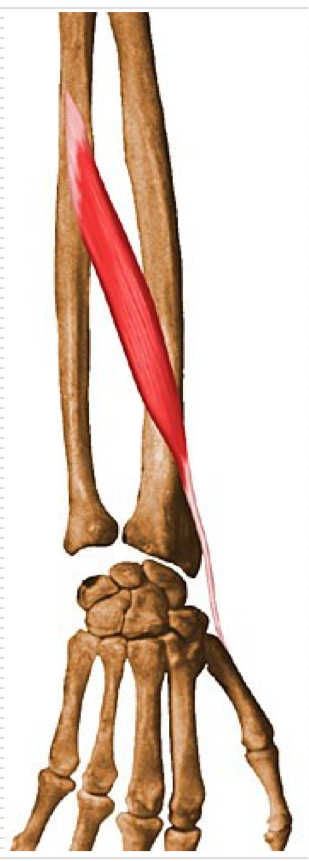 <p>Abduction of thumb </p><p>Extension of thumb </p><p>O - Posterior aspects of proximal half of ulna and middle 1/3 of radius </p><p>I - Lateral aspect of base of 1st metacarpal </p>