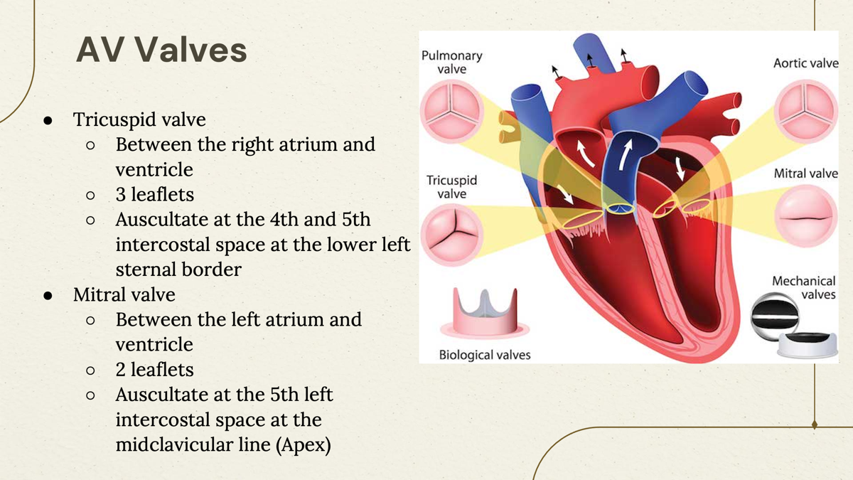 <p>Tricuspid and Mitral valves </p>