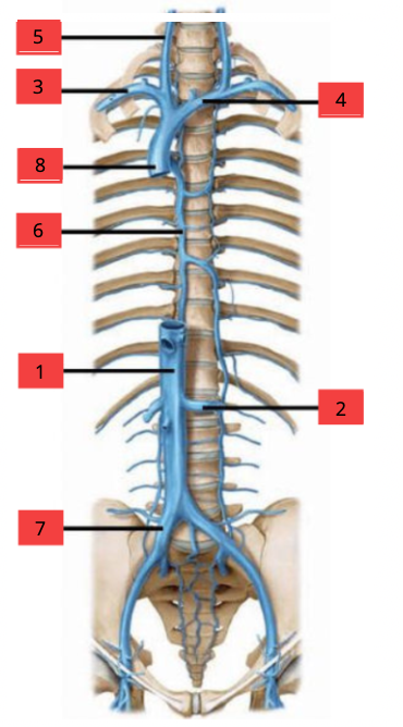 <p>Benoem de juiste onderdelen van het systema cardiovasculare</p>
