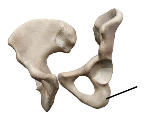 <p>identify the bone</p>