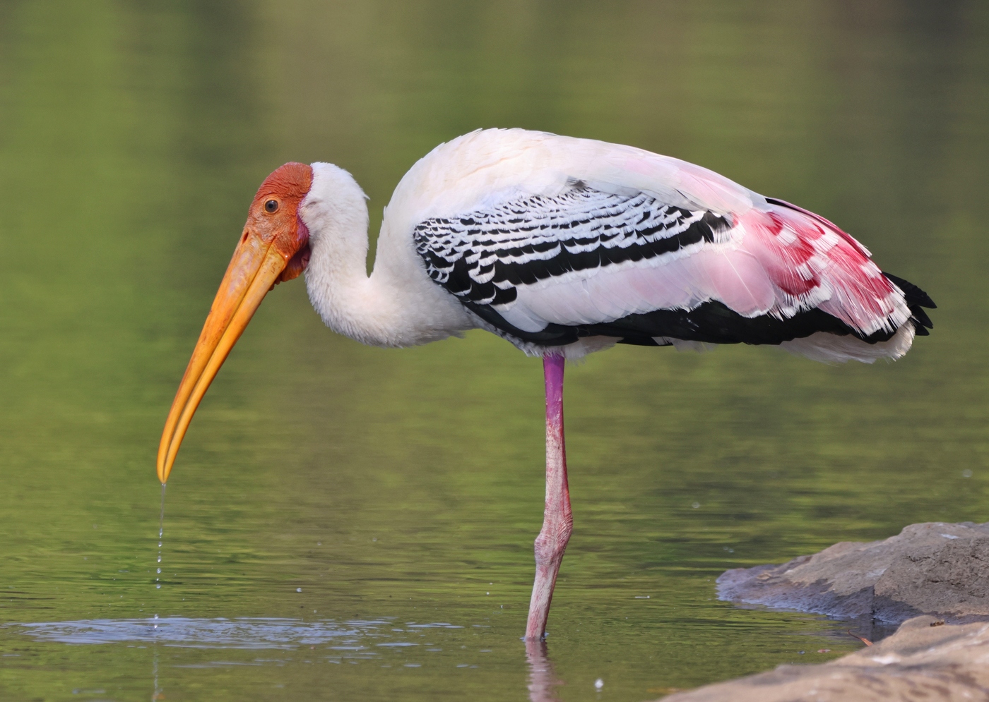 <p>Family: Ciconiidae</p>