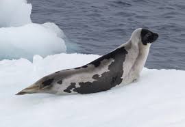 <p>Harp seal</p>