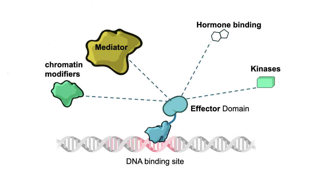 <p>These signals can be HORMONES, which are perceived by NUCLEAR RECEPTOR proteins</p><p>→ Nuclear Receptor proteins are both hormone receptors AND TFs</p><p></p><p>i.e. Cortisol, which interacts with the Ligand Binding Domain of GR</p><p>→ GR gets freed and can then enter the nucleus</p><p>→ The GR DNA binding domain (DBD) interacts with cis-regulatory elements known as GLUCOCORTICOID RESPONSE ELEMENTS (GREs)</p>