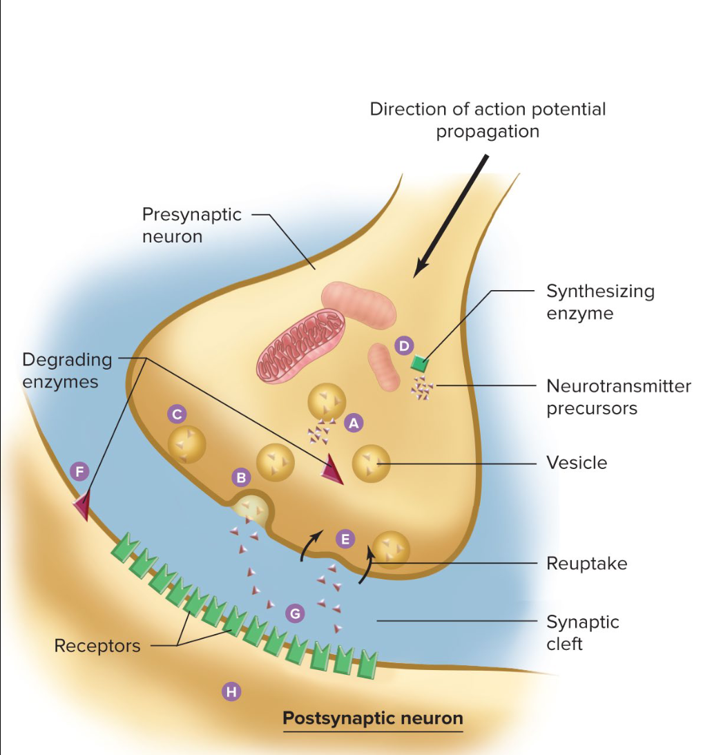 <p>1) Haloperidol →block D2 Dopamine receptors (antagonist) </p><p>2) Nicotine→activate Nicotinic Ach receptor (agonist) </p>