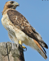 <p>Species, family, order?</p>