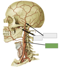 <p>Blood supply: This is the</p>