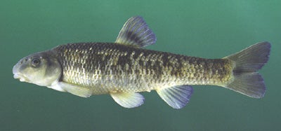 <p>What is the scientific name for Bluefin Stoneroller?</p>
