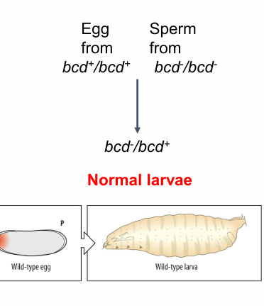 <p>normal larva</p>