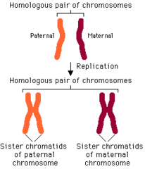 <p>One of the two identical copies of a duplicated chromosome.</p>