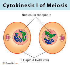 <p>The spindle fiber breaks down and new nuclear membranes form, The cytoplasm of the cell divides and 2 haploid daughter cells result, Daughter cells each have random assortment of chromosomes, one from each Homologous pair</p>