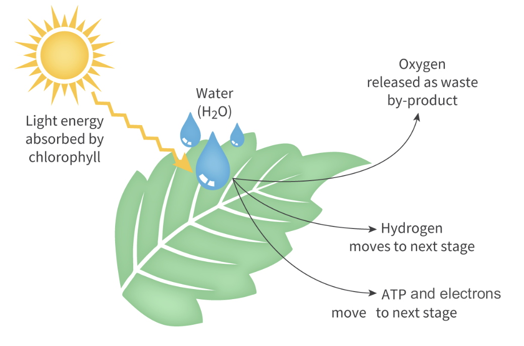<p>Water is split during the light-dependent reactions, providing hydrogen that is carried by NADPH → photolysis </p><p>NADPH later used to help convert carbon dioxide into glucose</p>