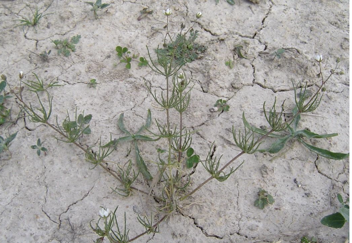 <p><strong>Plant family:</strong> Caryophyllaceae<br><strong>Life cycle:</strong> Annual<br><strong>Key persistence / spread:</strong> Long‑lived seed in the soil<br><strong>Farming systems:</strong> Crops, new pastures, light soils</p><p><strong> How to identify</strong></p><p>It is a low‑growing, fine‑textured annual weed that often forms sprawling mats close to the ground. It prefers acidic, low‑fertility soils, which makes its presence a useful soil indicator.</p><p>Stems are thin, highly branched, and weak. Leaves are very fine, stiff, and needle‑like, arranged in whorls along the stem. This needle‑leaf appearance is one of the most important identification cues, as very few pasture weeds have such fine foliage.</p><p>Flowers are small, white, and star‑shaped but are often unnoticed due to their size. Seed capsules form quickly after flowering and release large numbers of small seeds.</p><p>It is most common in young pastures and recently cultivated paddocks. It is rarely grazed due to its low palatability and delicate structure.</p>