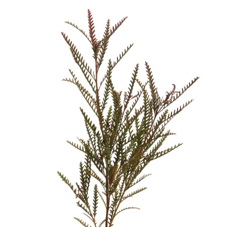 <p>Common Name:</p><p>Scientific Name:</p><p>Flower Type:</p>