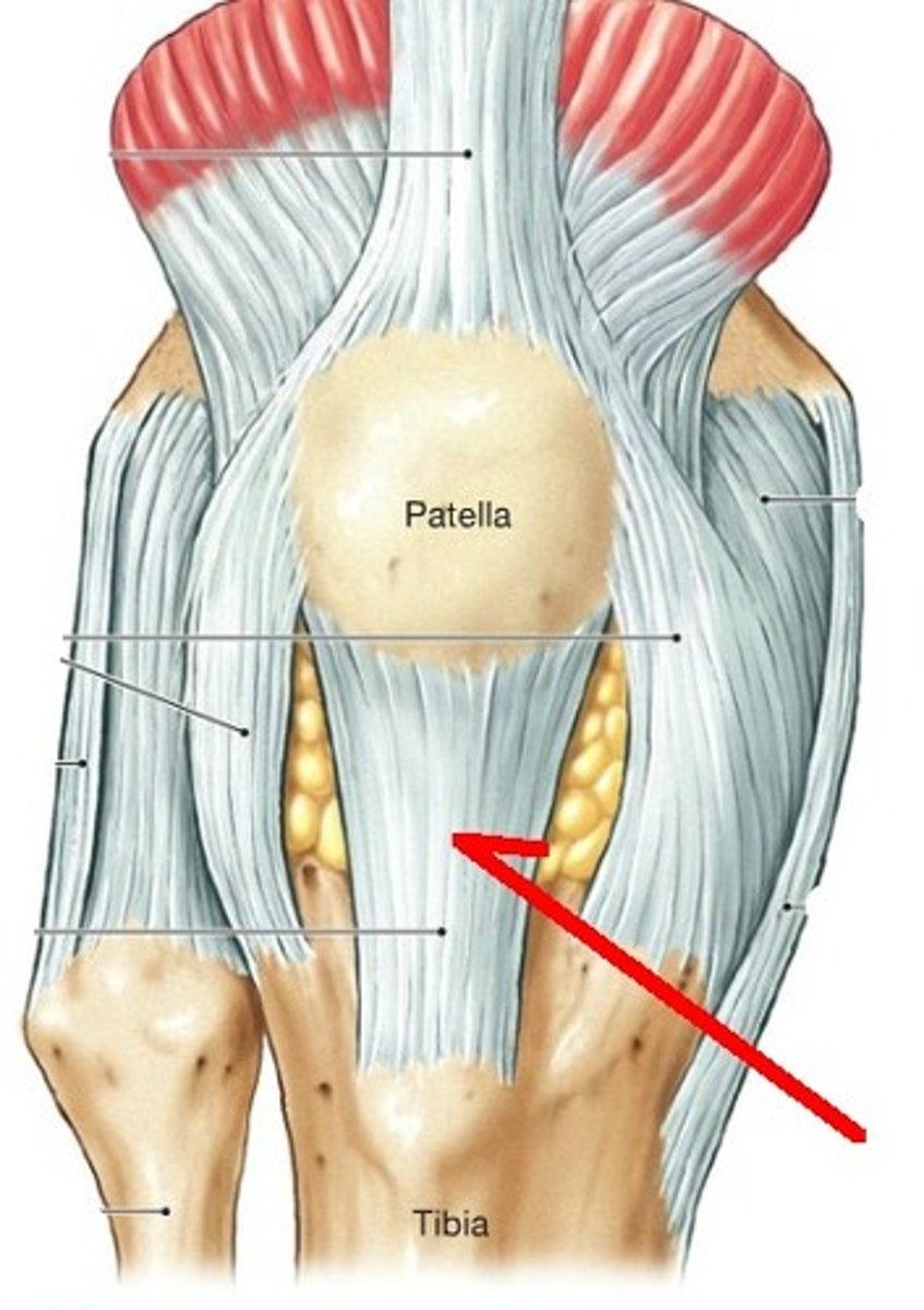 <p>connects patella to tibia</p>
