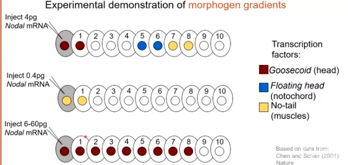 <p>By using expression markers to show what transcription factors are being expressed, experimenters injected different concentrations of an mRNA called Nodal. There were three distinct TFs and phenotypes at different signal concentrations, expressed in different cells depending on the concentration of Nodal added to the start cell.</p><p></p>