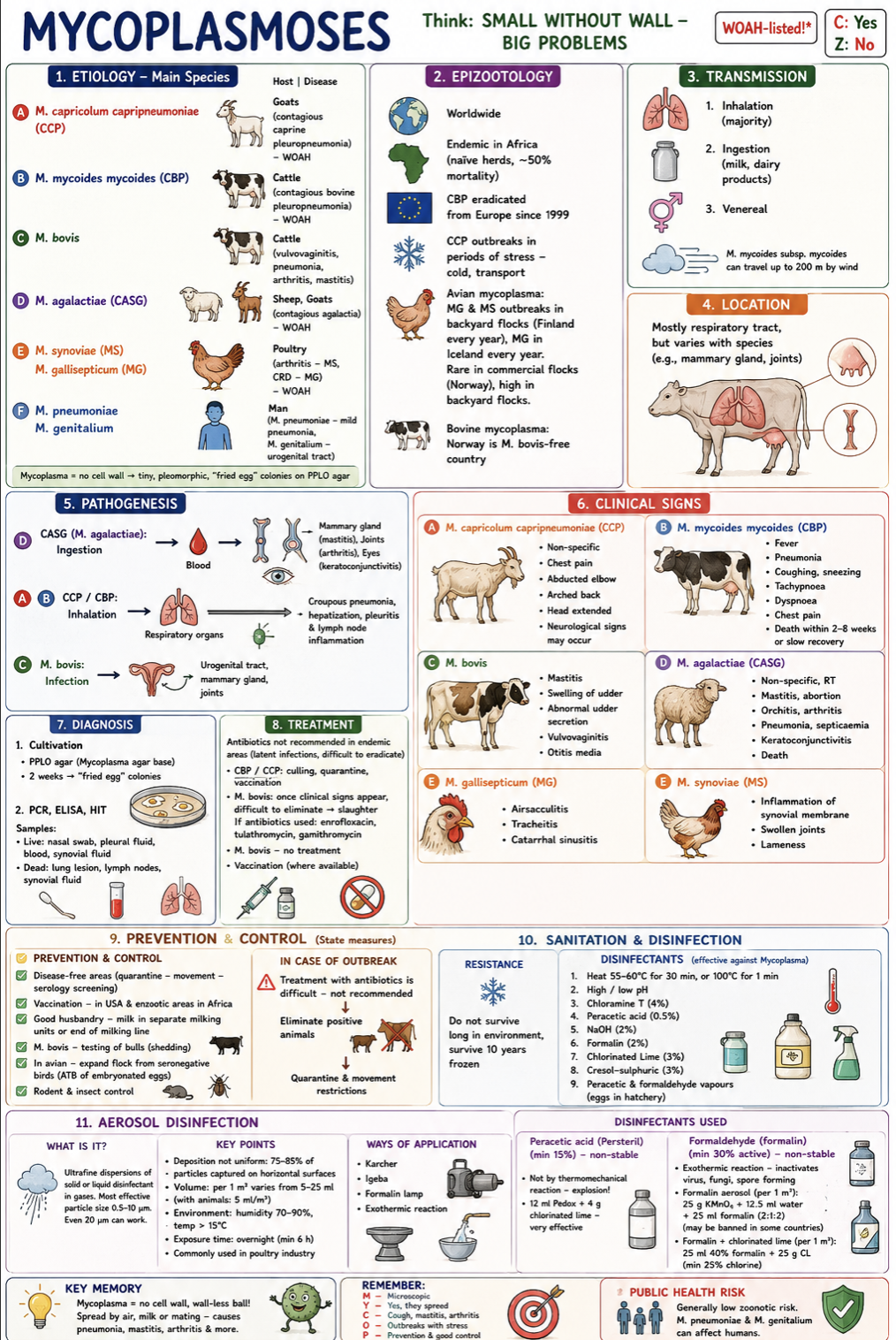 <p><span style="color: red;"><strong>WOAH-listed</strong> | Contagious | Mostly respiratory diseases | Zoonotic risk <u>low/no </u>in animals</span></p><p><strong>Etiology</strong></p><ul><li><p><em><mark data-color="red" style="background-color: red; color: inherit;">Mycoplasma capricolum subsp. capripneumoniae</mark></em> → Contagious caprine pleuropneumonia (CCP)</p></li><li><p><em><mark data-color="red" style="background-color: red; color: inherit;">Mycoplasma mycoides mycoides</mark></em> → Contagious bovine pleuropneumonia (CBP)</p></li><li><p><em><mark data-color="red" style="background-color: red; color: inherit;">Mycoplasma bovis</mark></em><mark data-color="red" style="background-color: red; color: inherit;"> </mark>→ mastitis, pneumonia, arthritis, vulvovaginitis</p></li><li><p><em><mark data-color="red" style="background-color: red; color: inherit;">Mycoplasma agalactiae</mark></em> → contagious agalactia in sheep/goats</p></li><li><p><em><mark data-color="red" style="background-color: red; color: inherit;">M. gallisepticum</mark></em> → chronic respiratory disease in poultry</p></li><li><p><em><mark data-color="red" style="background-color: red; color: inherit;">M. synoviae</mark></em><mark data-color="red" style="background-color: red; color: inherit;"> </mark>→ arthritis/synovitis in poultry</p></li><li><p><mark data-color="red" style="background-color: red; color: inherit;">M.hyopneumonia, M.hyosynovia, M.hyogenitalia</mark> (PIGS)</p></li><li><p><mark data-color="red" style="background-color: red; color: inherit;">M.genitalium, M.pneumonia</mark> (mild “walking pneumonia” in humans)</p></li></ul><p>Important: Mycoplasma<strong> lack a cell wall </strong>→ fragile in environment but<strong> resistant to some antibiotics.</strong></p><p><strong>Epizootology</strong></p><ul><li><p><span style="color: red;"><strong>Worldwide:</strong></span><u> Africa:</u> <strong>endemic CBP with high mortality</strong>, <u>Europe:</u> <strong>CBP eradicated since 1999</strong></p></li><li><p><em><u>Norway: </u></em><strong>M. bovis free</strong> country</p></li><li><p><strong>Backyard poultry in Nordic countries</strong> is commonly affected by <strong>avian mycoplasmosis </strong>(yearly in Iceland), and in Finland in 2024)</p></li><li><p>CCP outbreaks associated with stress, transport, cold</p></li></ul><p><strong>Transmission</strong></p><ul><li><p> Horizontal transmission: Inhalation (main route), Milk/dairy products, Venereal transmission</p></li><li><p><em>Wind spread possible up to 200 m (</em>M. mycoides*)</p></li></ul><p><strong>Location</strong></p><ul><li><p>Mainly respiratory tract, but also Mammary gland, Joints, Eyes, Urogenital tract</p></li></ul><p><strong>Pathogenesis</strong></p><ul><li><p>Inhalation → pneumonia, pleuritis, hepatization of lungs</p></li><li><p>Ingestion → spread via blood to mammary gland, joints, eyes</p></li><li><p>Chronic latent infections are common</p></li></ul><p><strong>Clinical signs</strong></p><p><strong>Cattle (CBP / M. bovis):</strong></p><ul><li><p>Fever, <span style="color: red;">Pneumonia, Dyspnoea, chest pain, Mastitis </span>(“sand-like” milk), Vulvovaginitis, Otitis media</p></li></ul><p><strong>Goats/sheep:</strong></p><ul><li><p><span style="color: red;">Mastitis, Arthritis, Keratoconjunctivitis</span>, Abortion, Septicaemia</p></li></ul><p><strong>Poultry:</strong></p><ul><li><p>Airsacculitis, Tracheitis, Sinusitis, Swollen joints</p></li></ul><p><strong>Diagnosis</strong></p><ul><li><p>Culture on<span style="color: red;"> PPLO agar</span> (“fried egg” colonies) and PCR</p></li><li><p>ELISA, HIT</p></li><li><p>Samples: Nasal swabs, Pleural fluid, Synovial fluid, Lung lesions, Lymph nodes</p></li></ul><p><strong>Treatment</strong></p><ul><li><p>Often difficult/<span style="color: red;">not recommended</span> due to latent carriers</p></li><li><p><strong>Culling + quarantine preferred</strong></p></li><li><p><span style="color: red;">Vaccination</span> in endemic areas</p></li><li><p>Antibiotics: Enrofloxacin, Tulathromycin, Gamithromycin</p></li></ul><p><strong>Public health risk assessment</strong></p><p>Animal mycoplasmoses are mainly veterinary/economic problems. Human mycoplasmas exist (*M. pneumoniae*, <em>M. genitalium</em>), but <span style="color: red;"><strong>animal strains are generally not zoonotic.</strong></span></p><p></p><p><strong><u> a) Prevention, control, outbreak measures</u></strong></p><p><strong>Prevention & control</strong></p><ul><li><p>Quarantine + movement restrictions</p></li><li><p>Serological screening and Vaccination in endemic areas</p></li><li><p>Good husbandry and milking hygiene</p></li><li><p><strong>Test breeding bulls</strong></p></li><li><p><strong>Expand poultry flocks from seronegative birds</strong></p></li><li><p>Rodent/insect control</p></li></ul><p><strong>Outbreak measures</strong></p><ul><li><p><span style="color: red;"><strong> Eliminate positive animals, </strong></span>Quarantine affected herds/flocks</p></li><li><p>Antibiotic treatment is usually not sufficient</p></li></ul><p></p><p> b<strong><u>) Sanitation, focal disinfection, <mark data-color="purple" style="background-color: purple; color: inherit;">aerosol disinfection</mark></u></strong></p><p><strong>Resistance</strong></p><ul><li><p>Poor survival in environment, but can survive for years when frozen</p></li></ul><p><strong>Destroyed by:</strong></p><ul><li><p>Heat: 55–60°C for 30 min or 100°C for 1 min</p></li><li><p>Extreme pH</p></li><li><p><span style="color: red;"><strong>Chloramine T, Peracetic acid, NaOH, Formalin, Chlorinated lime, cresol-sulphuric, peracetic and formaldehyde vapours for eggs in hatcheries.</strong></span></p></li></ul><p><strong><mark data-color="purple" style="background-color: purple; color: inherit;">Aerosol disinfection</mark></strong></p><ul><li><p>Common in the poultry industry.</p></li><li><p>Ultrafine dispersions of solid of solid or liquid disinfectant in gases</p></li><li><p>not uniform deposition: 75-85% of aerosol particles is captured on horizontal surfaces</p></li></ul><p>Conditions:</p><ul><li><p>Particle size: 0.5–10 µm (max 20)</p></li><li><p>Humidity: 70–90%</p></li><li><p>Temperature: >15°C</p></li><li><p>Exposure: overnight (≥6 h)</p></li><li><p>Volume: 5-25ml per 1m3. 5ml/m3 in presence of animals.</p></li></ul><p>Methods:</p><ul><li><p>Karcher, Igeba, Formalin lamp, Exothermic reaction</p></li></ul><p>Disinfectants used:</p><ul><li><p><span style="color: red;"><strong>Peracetic acid </strong></span>vapours (non-stable, min.15%. not by thermomechanical reaction → explosion. 12mil Pedox + 4g chlorinated lime is very effective)</p></li><li><p><span style="color: red;"><strong>Formaldehyde </strong></span>aerosols (non-stable, min 30%. exothermic reaction → inactivate virus, fungi, spore forming. use Formalin + potassium permanganate mixtures or mixed with chlorinated lime)</p></li></ul><p></p>