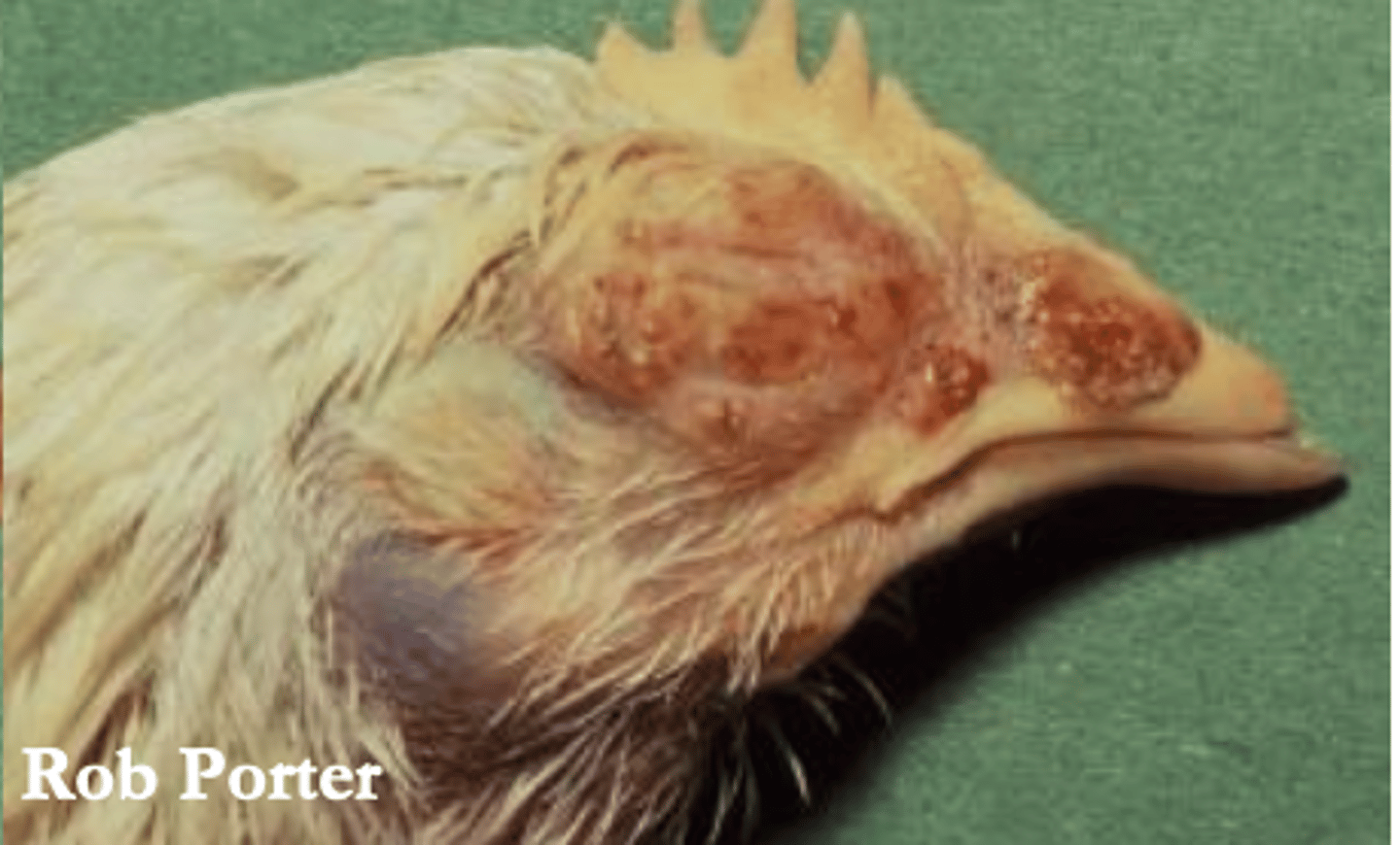 <p>Avipoxvirus (fowl pox)</p>