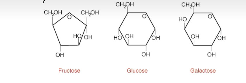 <ul><li><p>3 types of monosaccharides<br>1. Fructose<br>2. Glucose<br>3. Galactose</p></li><li><p>carbohydrates are made from monosaccharides</p></li><li><p>our bodies are only capable of using glucose (the structure in the middle)<br>- if we do not have enough glucose in our blood, we deprive our brain and our red blood cells of the fuel source that they depend on<br>- if we have low blood glucose our brain will experience low access to its energy source, you will produce ATP at a slower rate and you will also feel sluggish/tired and if your brain doesn’t get this you will not be able to produce ATP and you will enter a coma which could lead to death<br>- glucose is the fuel used by cells to make ATP <br>- neurons and RBC’s use only glucose for fuel</p></li><li><p>when we take in fructose and galactose we convert them to glucose so they can be metabolized</p></li><li><p>all of these are 6 carbon sugars</p></li><li><p>all sugars that we take in our diet are made up of these three monosaccharides<br>- disaccharides which consist of two of the three sugars above, it can be any combination:<br>- milk sugars: glucose and galactose<br>- table sugars: fructose and glucose<br>- maltose: glucose and glucose</p></li><li><p>we make complex sugar from strings of this such as glycogen that we store in our muscle is made up of polymers of glucose (most common type of sugar) </p></li></ul><p></p>