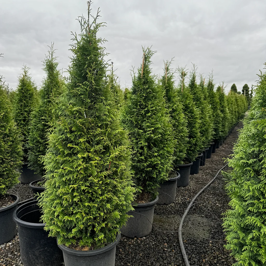 <p>Latin Name: Thuja Plicata<br></p>