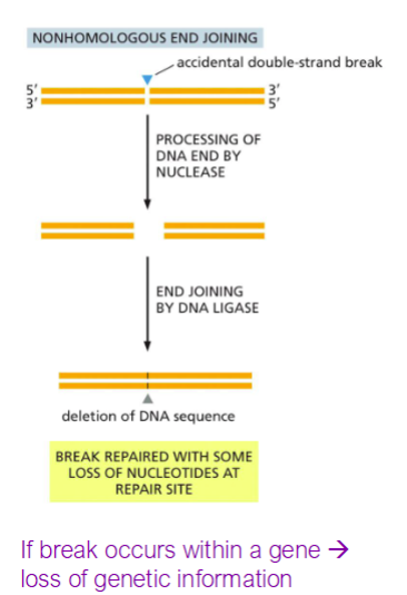 <p><span>A repair pathway that joins broken DNA ends without requiring a homologous template</span></p>