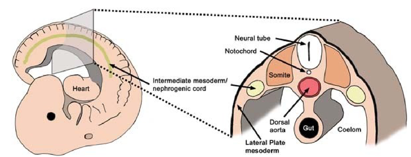<p>the <strong>nephrogenic cord/ridge</strong> that forms in early development</p>