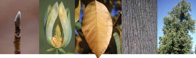 <p>Identify this tree: </p>