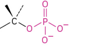 <p>An organic or inorganic molecule where a phosphate group (PO4) is the main functional group.</p>