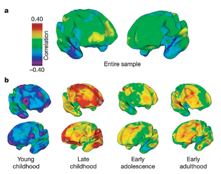 <p><span style="font-family: "Times New Roman", serif; line-height: 107%;">ne semble pas y avoir corrélations entre QI et épaisseur corticale</span></p>