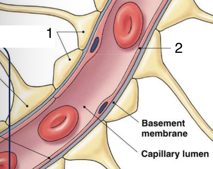 <p>Label parts of the Blood-Brain Barrier</p><p></p>