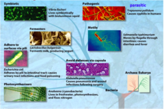 <p>Where do bacteria live? How can they be classified?</p>