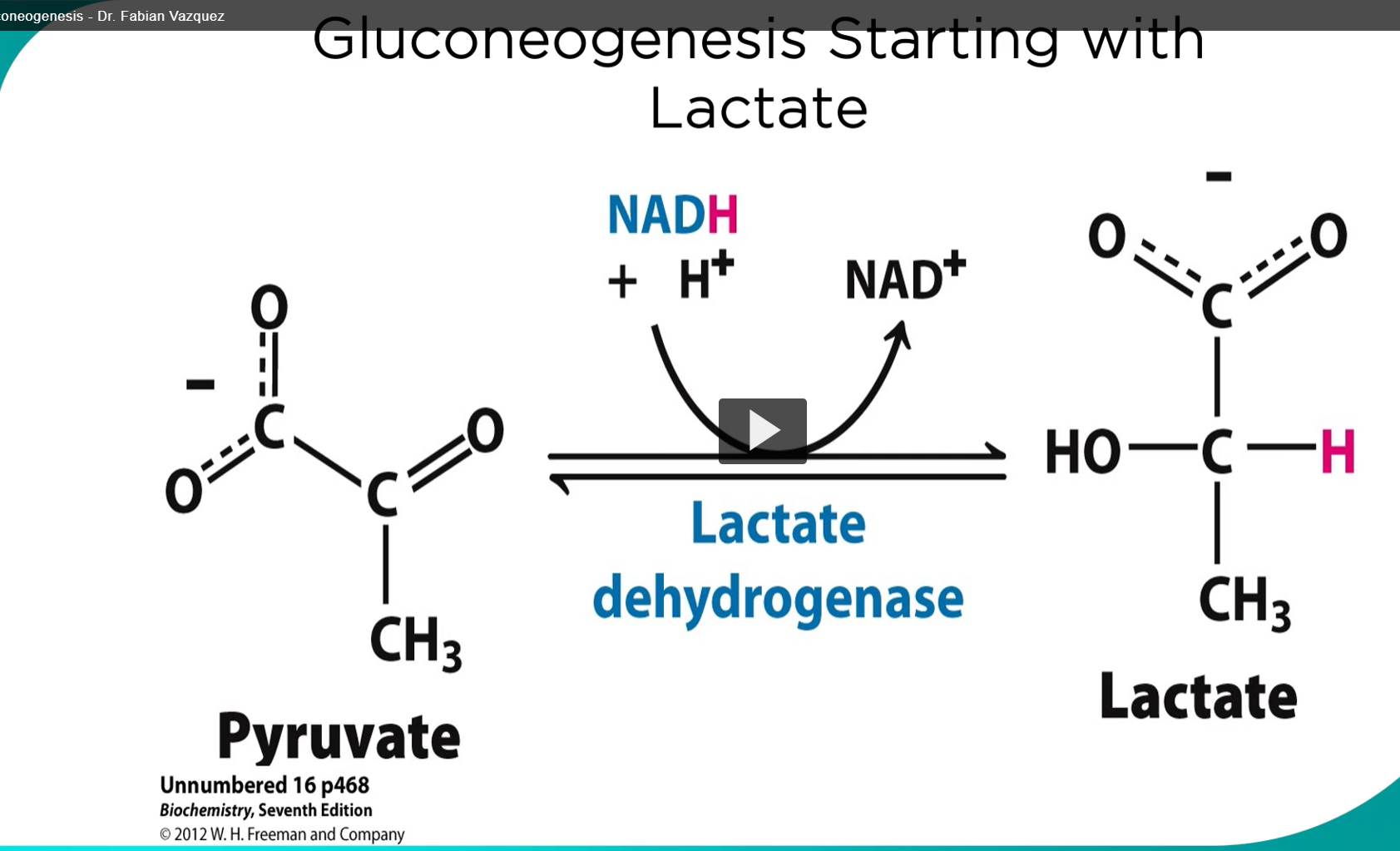 <p><u>gluconeogenesis</u></p><p>-starting from , pyruvate is formed by <strong>redox reactions</strong>.</p><p>-<strong>pyruvate is formed</strong> when the <strong>hydroxyl group</strong> in <strong>carbon 2 </strong>is <strong>oxidized</strong> to form the <strong>keto group. </strong>(alcohol → ketone (C=O)</p><p><strong>pyruvate <lactate dehydrogenase> lactate. </strong></p><p>-NAD+ → NADH +H (the hydrogen from the OH is attached to the NADH, the hydride that is highlighted in pink is released into the solution)</p><p>-for this redox to occur, the oxidized form of NADH (nicotineamine adenine dinucleotide, or NAD+) is the coenzyme that accepts hydrogens.</p><p>the result is an NADH and also a proton ion, also the carbonyl is now a ketone</p><p>-lactate dehydrogenase is an intracelluar that mediates this <strong>reversible </strong>reaction. </p><p>-note that <strong>depending on which direction</strong> this reaction is going, this reaction will<strong> depend</strong> on the <strong>reduced</strong> or <strong>oxidized</strong> form of the <strong>co-enzyme (NADH). </strong>This fact is <strong>high yield </strong>because it’s at this step that <strong>alcohol</strong> <strong>inhibits gluconeogenesis</strong> AND can <strong>induce hypoglycemia</strong> under <strong>starvation conditions</strong>. </p><p><u>2 directions</u></p><p>lactate dehydrogenase (takes the hydrogen from NADH and gives it to lactate)</p><p>lactate dehydrogenase (takes two hydrogens (oxidizes) lactate to form pyruvate) (this is the one we are looking at). </p>