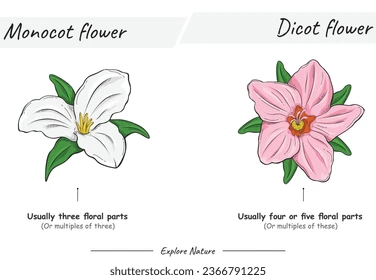 <p>monocot: floral parts in groups of 3</p><p>eudicot: floral part sin groups of 4 or 5</p>