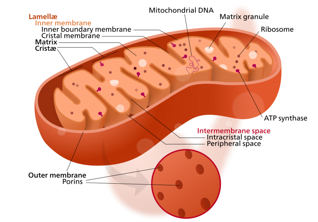 <p>site of <strong>aerobic</strong> <strong>respiration</strong> and <strong>energy</strong> (ATP) production</p>