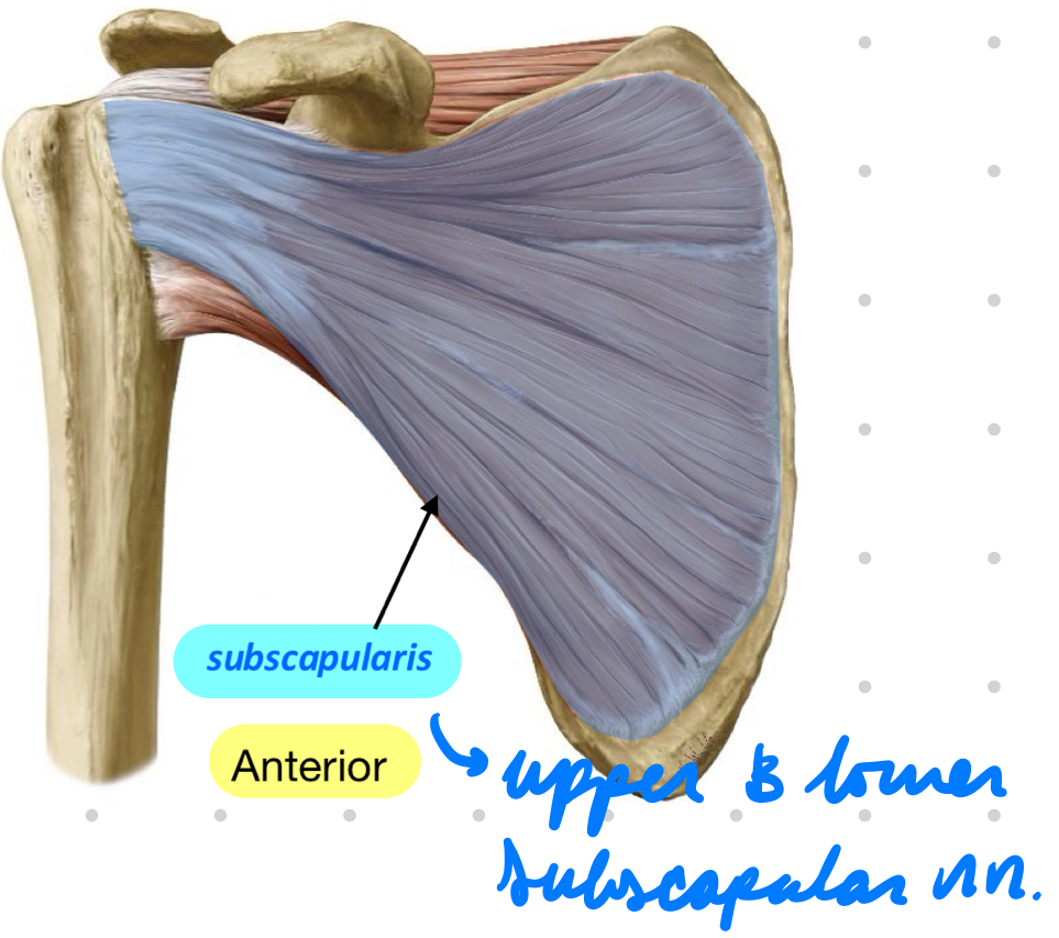 <p>Anterior</p><p>Innervation:</p><ul><li><p>Upper + lower subscapular nn.</p></li></ul><p>Action:</p><ul><li><p>Shoulder internal rotation</p></li><li><p>Arm adduction*</p></li></ul><p></p>