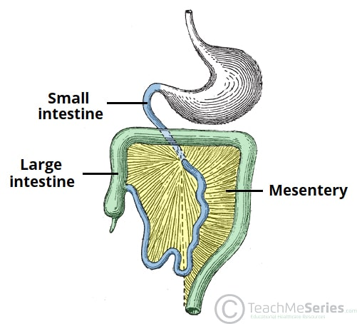 <p>Areas of the small intestine that are suspended by mesentery</p>