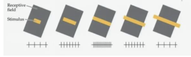 <ul><li><p><span style="background-color: transparent;">Lines that end at exactly the right place codes stimulus size (angles, corners, end of line) = response strength decreases if a stimulus (a line) extends beyond a certain length</span></p></li><li><p><span style="background-color: transparent;">Is also sensitive to orientation, motion, and direction</span></p></li></ul><p></p>