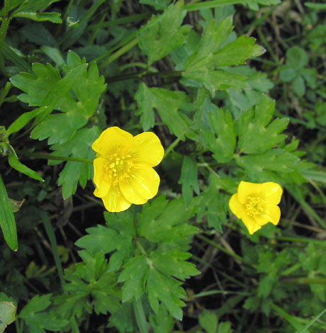 <p>Creeping buttercup Latin name</p>