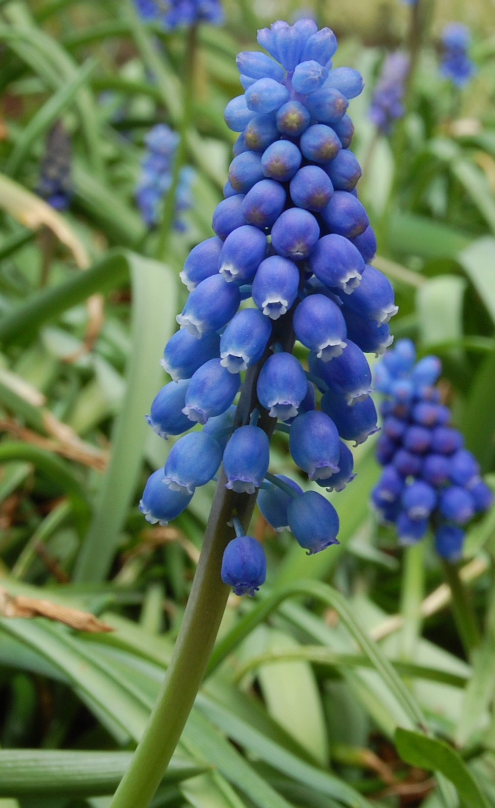 <p>grape hyacinth</p>