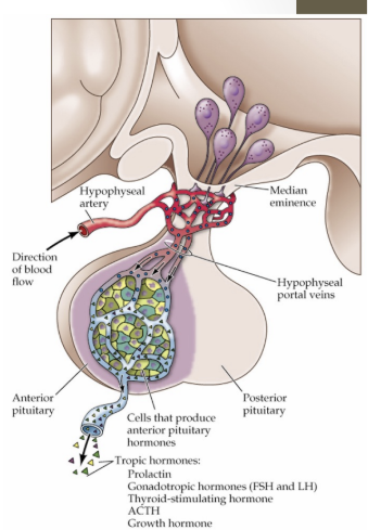 <p>The hypothalamus communicates with the ________ differently, requiring additional steps</p>