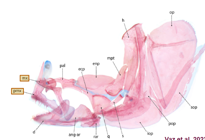 <p>oral jaws: upper jaw (<span style="background-color: transparent;">Premaxilla, Maxillae</span>) lower jaw (<span style="background-color: transparent;">Dentary, Angular-articular, Retroarticular</span>)</p>