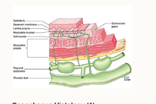 <ul><li><p>epithelium</p></li><li><p>basement membrane</p></li><li><p>lamina propria</p></li><li><p>muscularis mucosa</p></li><li><p>submucosa</p></li><li><p>musclaris propria</p></li><li><p>regional lymphatics</p></li><li><p>thoracic duct</p></li></ul><p></p>